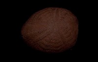 藏品(海膽)的圖片